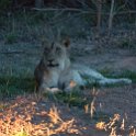 ZMB NOR SouthLuangwa 2016DEC10 NP 074 : 2016, 2016 - African Adventures, Africa, Date, December, Eastern, Month, National Park, Northern, Places, South Luangwa, Trips, Year, Zambia